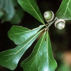 Quercus nigra